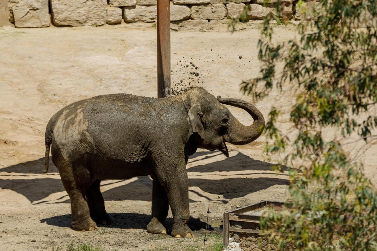 Hotel Selwo Lodge - Animal Park Tickets Included Estepona Exterior photo