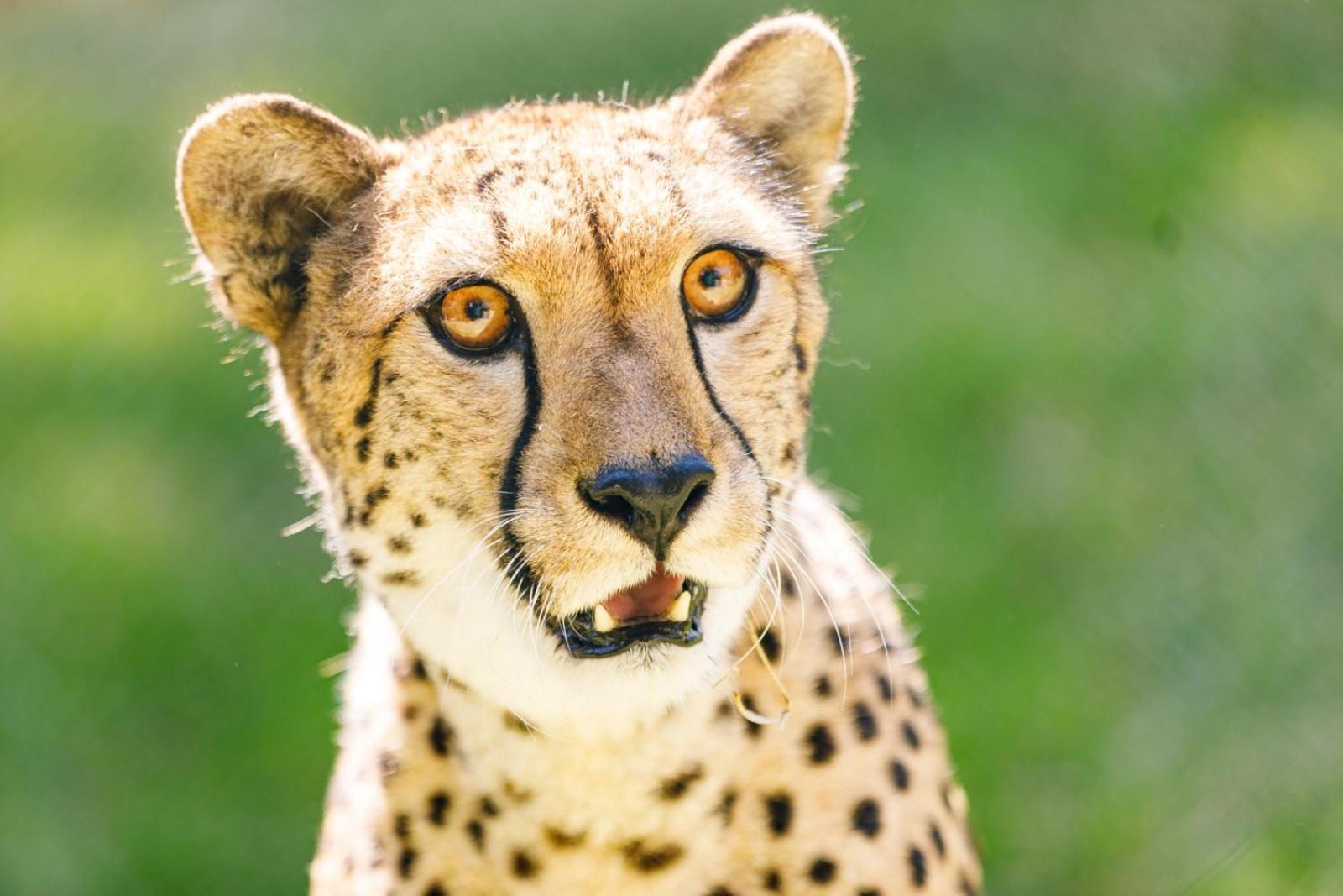 Hotel Selwo Lodge - Animal Park Tickets Included Estepona Exterior photo