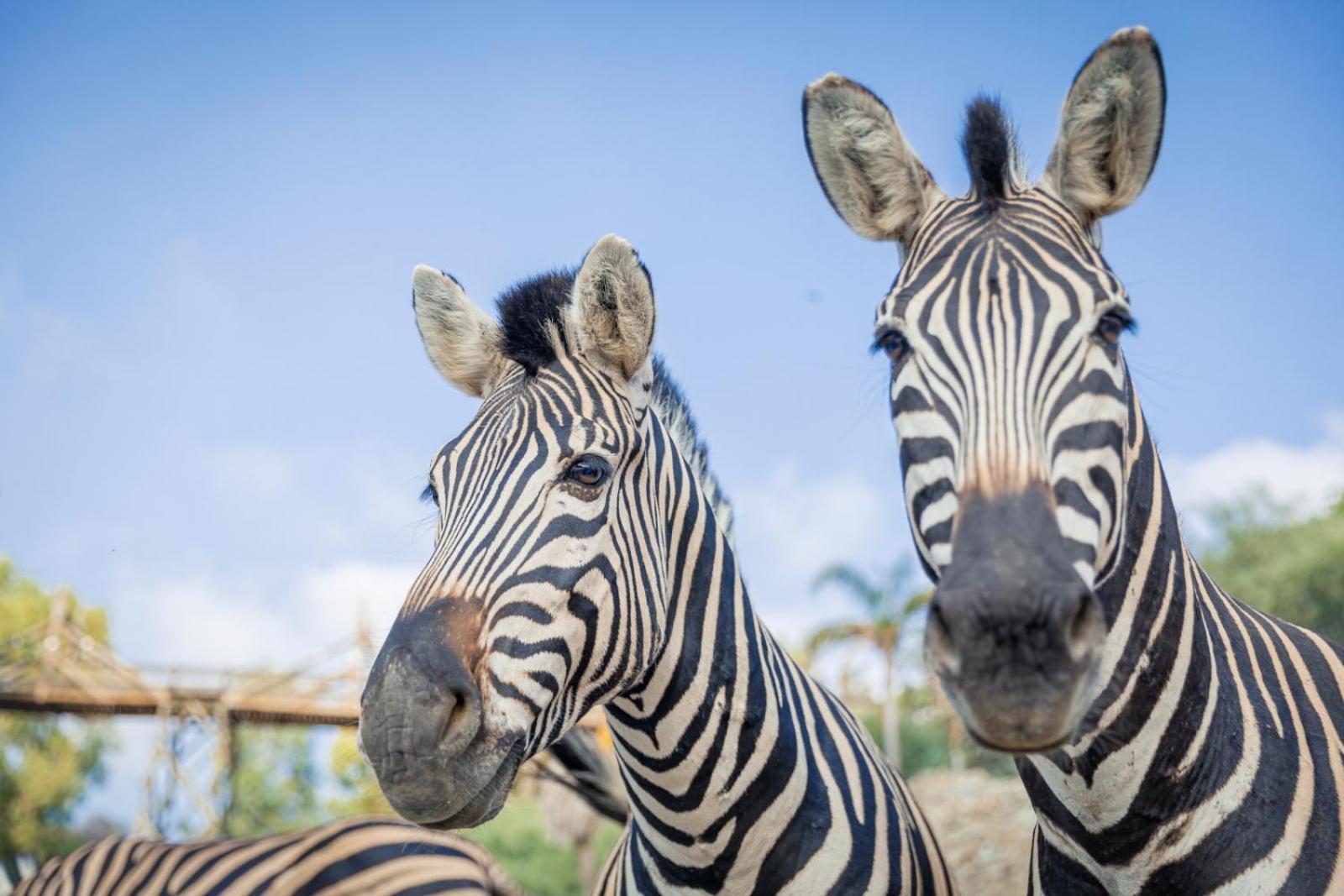 Hotel Selwo Lodge - Animal Park Tickets Included Estepona Exterior photo