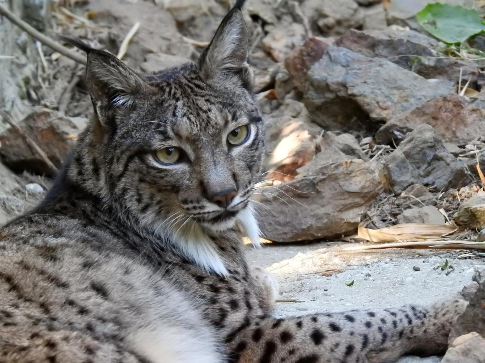 Hotel Selwo Lodge - Animal Park Tickets Included Estepona Exterior photo
